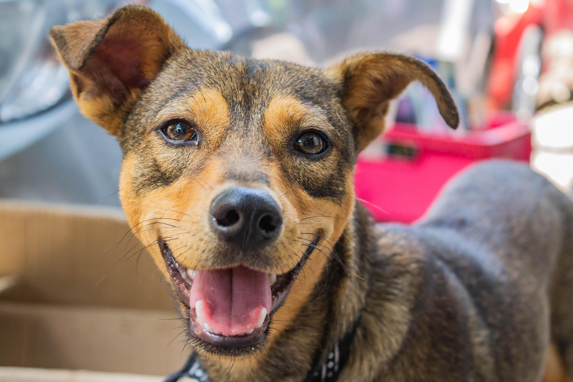 Mobirise Website Builder